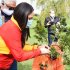 Alcaldesa local plantando árbol 